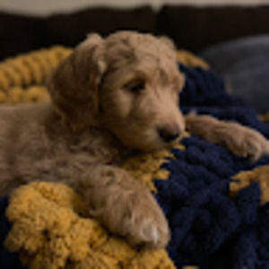 Meet your Posher, Hudson